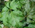 Oak Leaf Ivy 